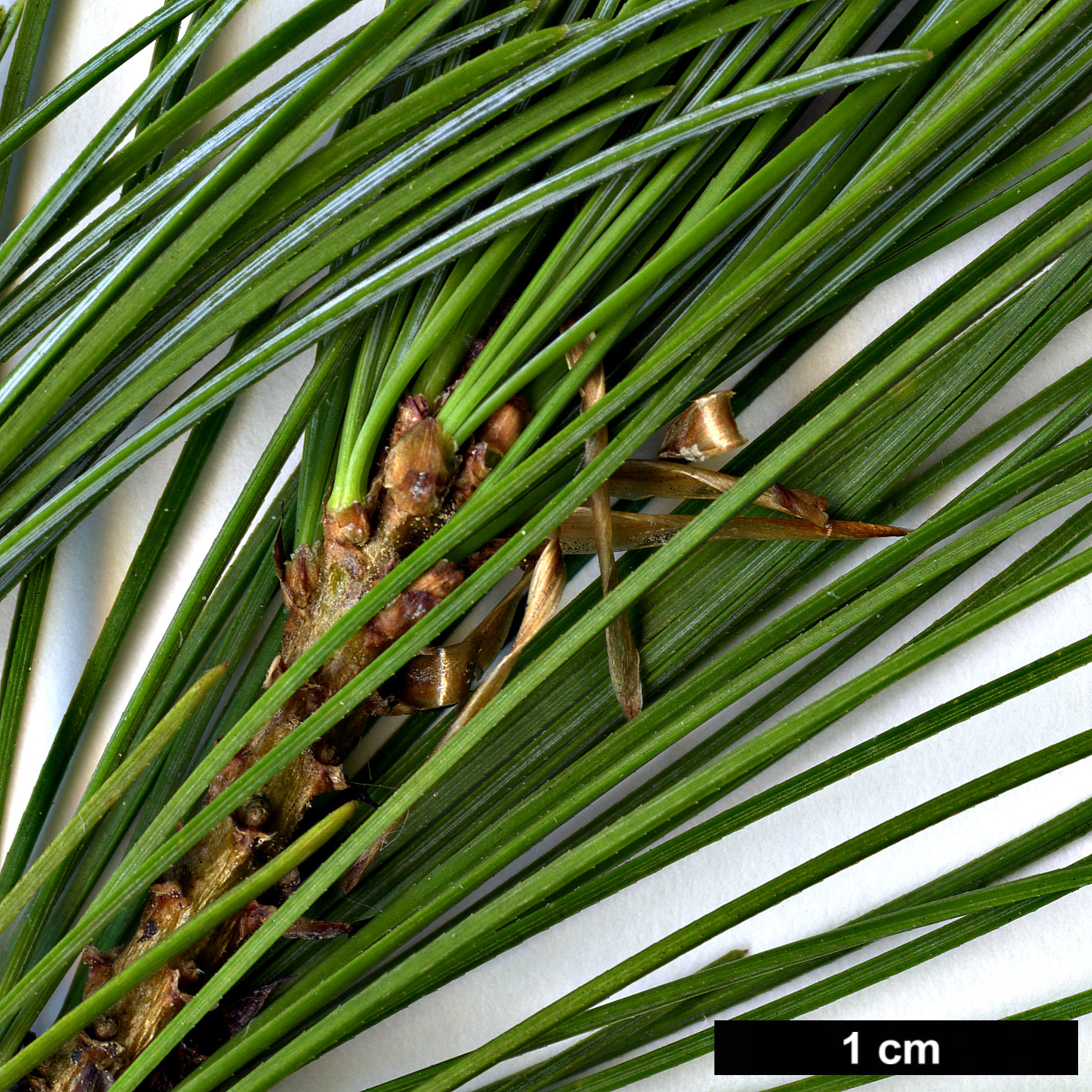 High resolution image: Family: Pinaceae - Genus: Pinus - Taxon: parviflora - SpeciesSub: × P.wallichiana